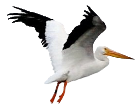 Bird Pelican Flying PNG Image in Transparent pngteam.com