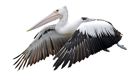 Pelican PNG HD pngteam.com