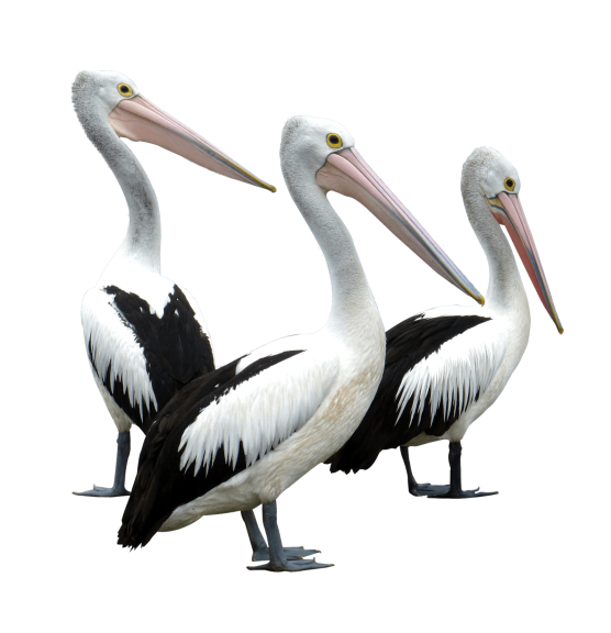 Pelicans PNG Transparent pngteam.com