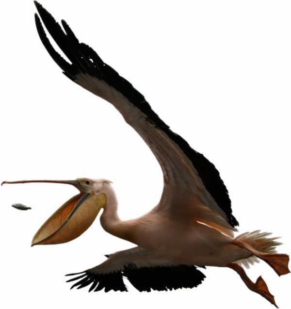 Pelican PNG pngteam.com