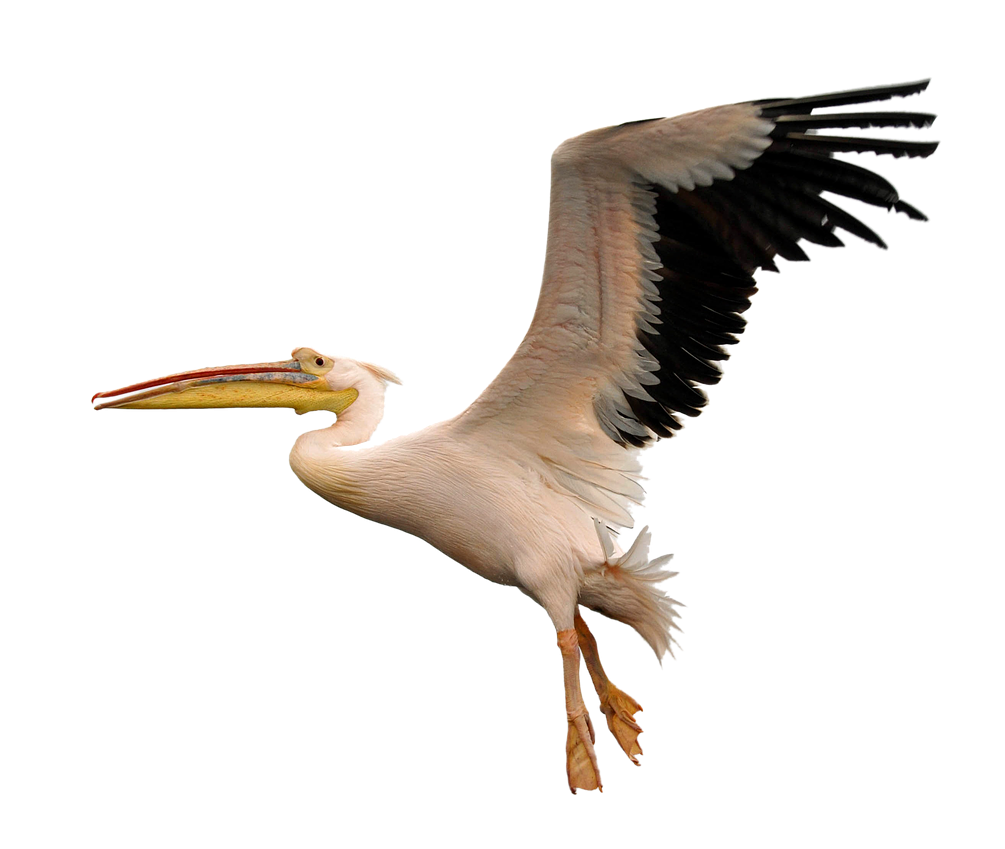 Pelican Flying PNG HD 