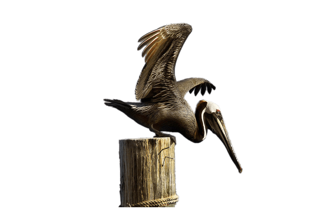 Brown Pelican PNG File pngteam.com