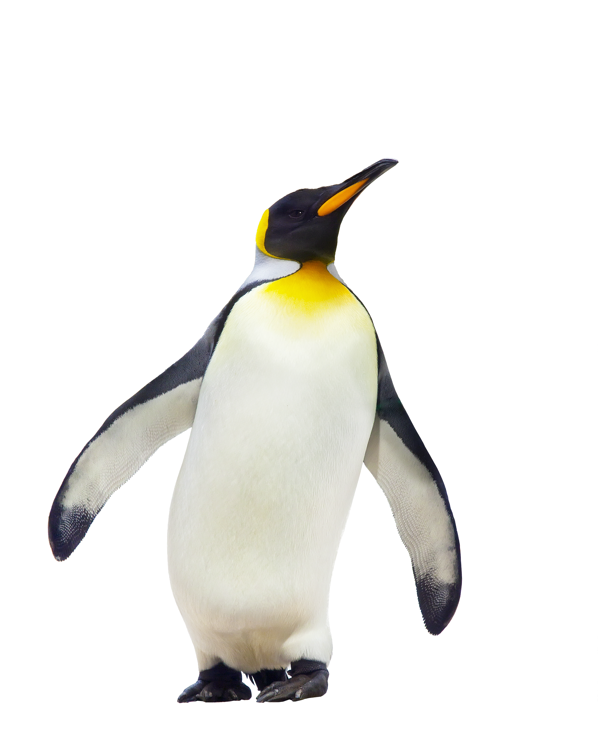 Penguin PNG File pngteam.com