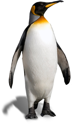 Penguin PNG Picture pngteam.com