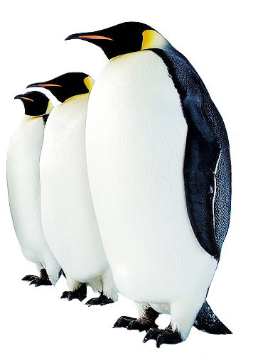 Penguin PNG HQ - Penguin Png