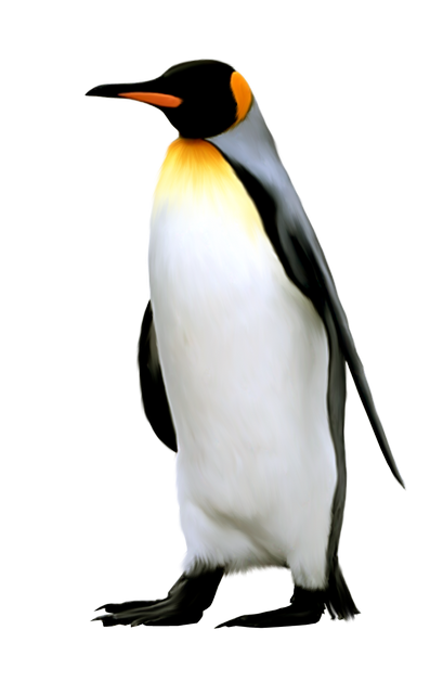Penguin PNG Transparent pngteam.com