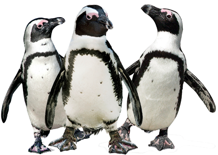 Penguin PNG HD File