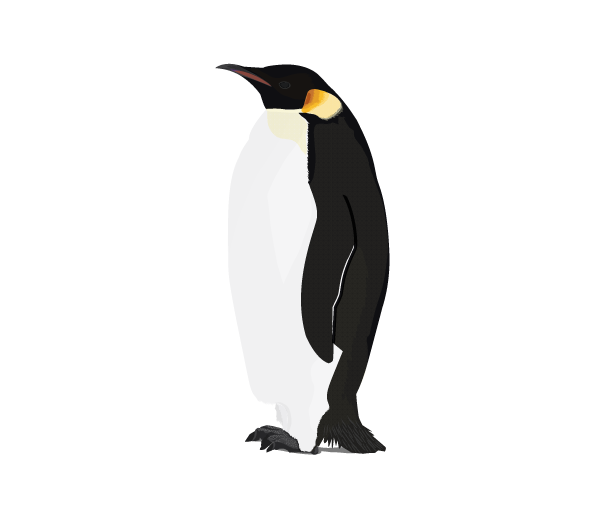 Penguin PNG File - Penguin Png