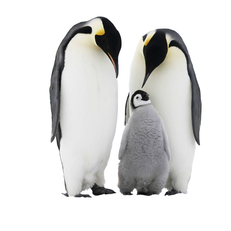 Penguin PNG HD and Transparent