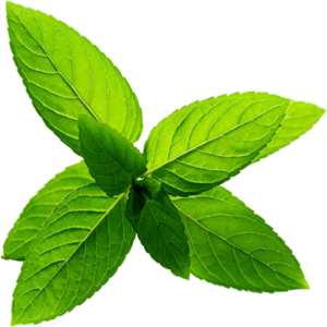 Peppermint PNG HD and HQ Image - Peppermint Png