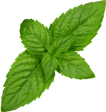 Peppermint PNG Best Image