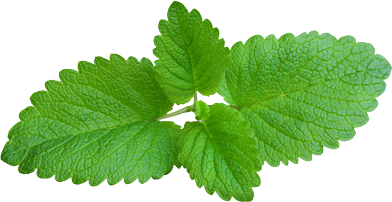 Peppermint PNG HD Images - Peppermint Png