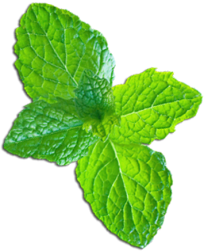 Peppermint PNG Image in Transparent - Peppermint Png
