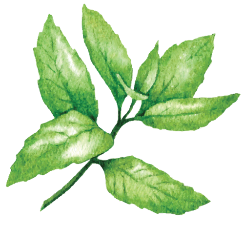 Peppermint PNG File - Peppermint Png