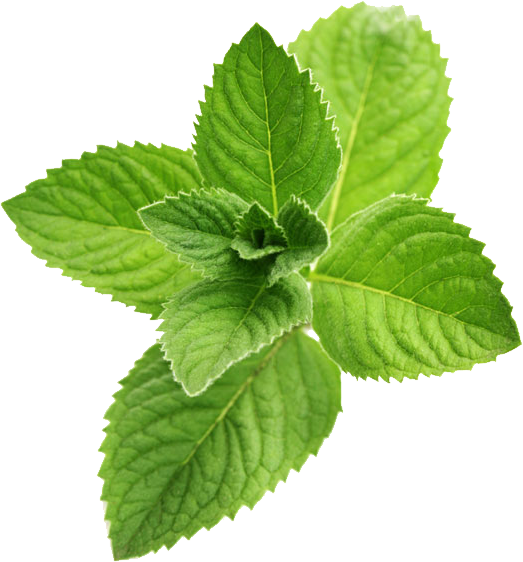 Peppermint PNG High Definition Photo Image - Peppermint Png