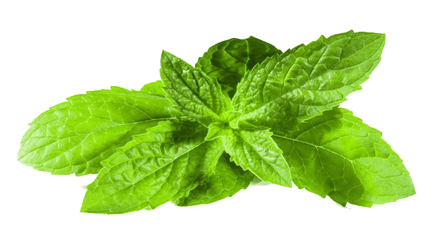 Peppermint PNG