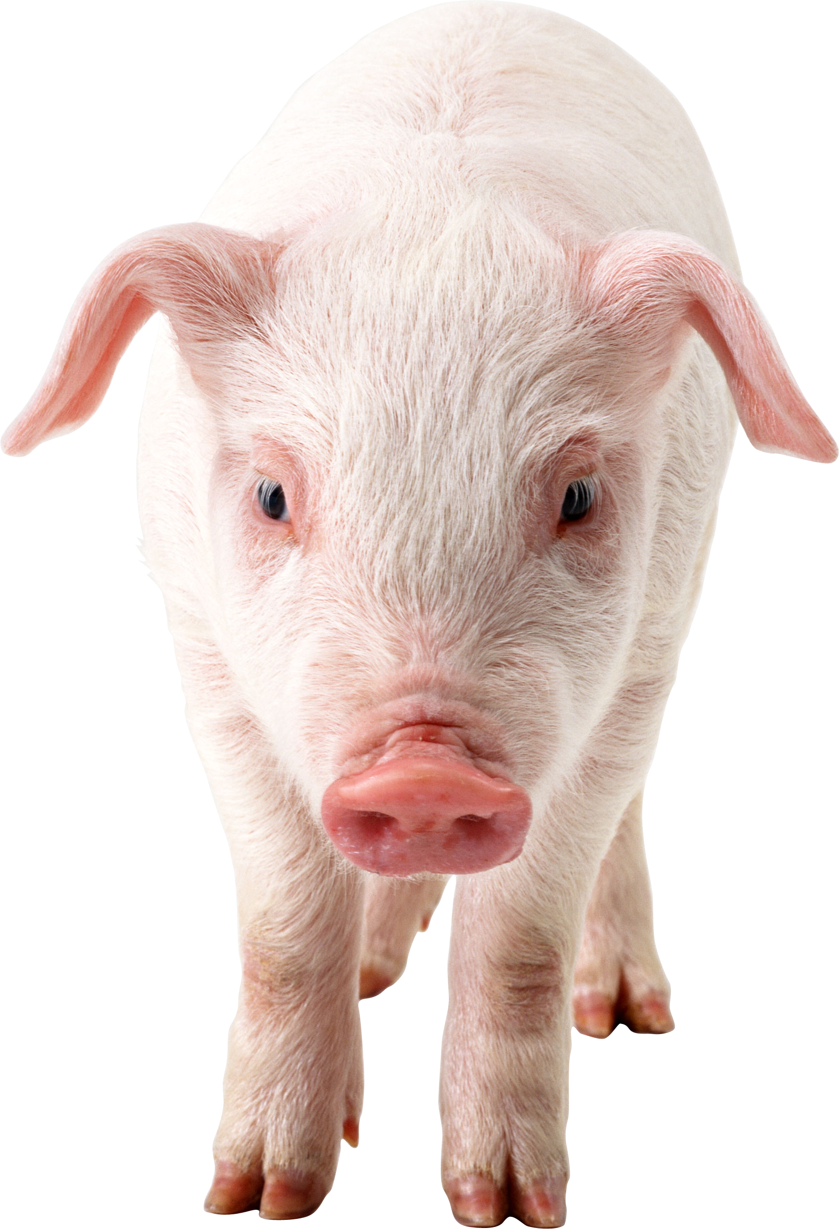 Pig PNG Image in High Definition pngteam.com