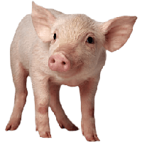 Pig PNG Photo pngteam.com