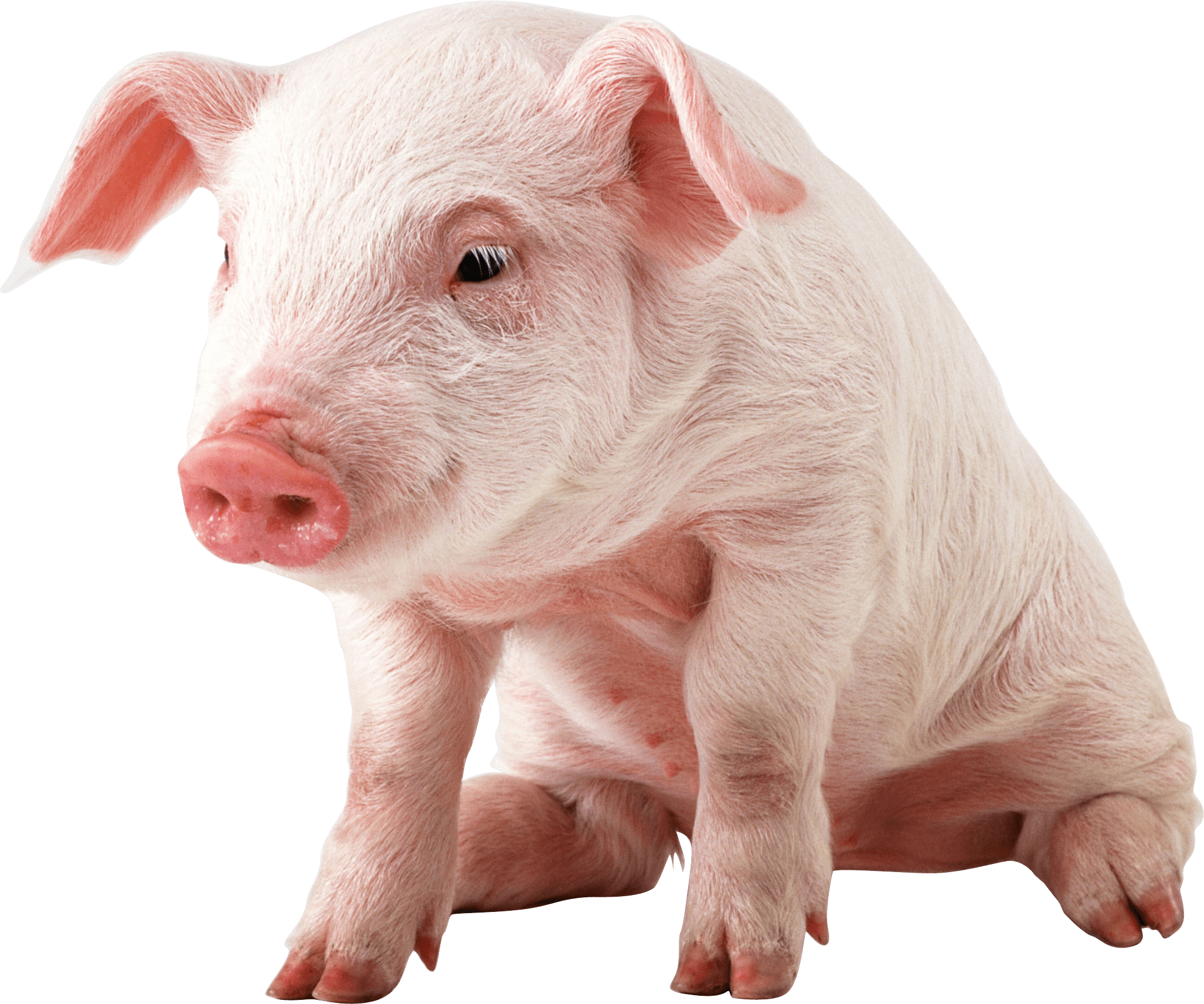 Pig PNG Images pngteam.com