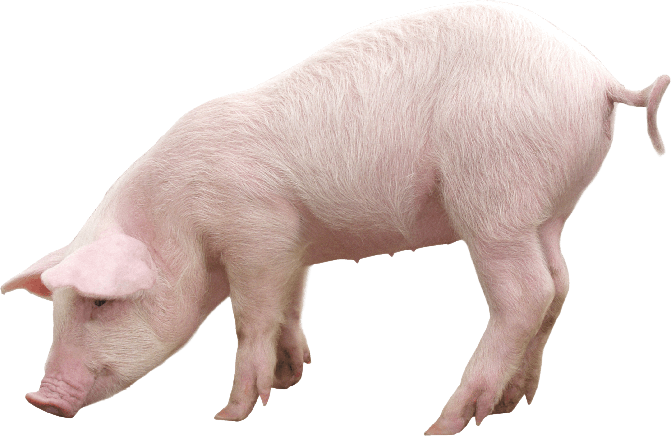Pig PNG Picture pngteam.com