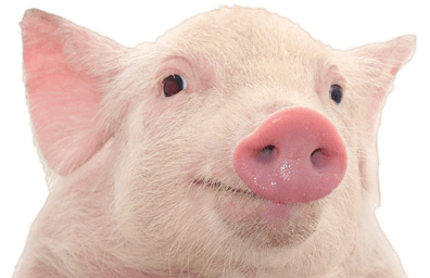 Pig PNG Best Image pngteam.com