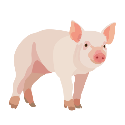 Pig PNG pngteam.com