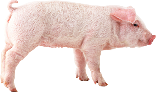 Pig PNG Image in High Definition pngteam.com