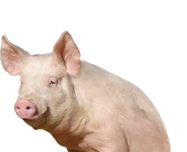 Pig PNG in Transparent pngteam.com