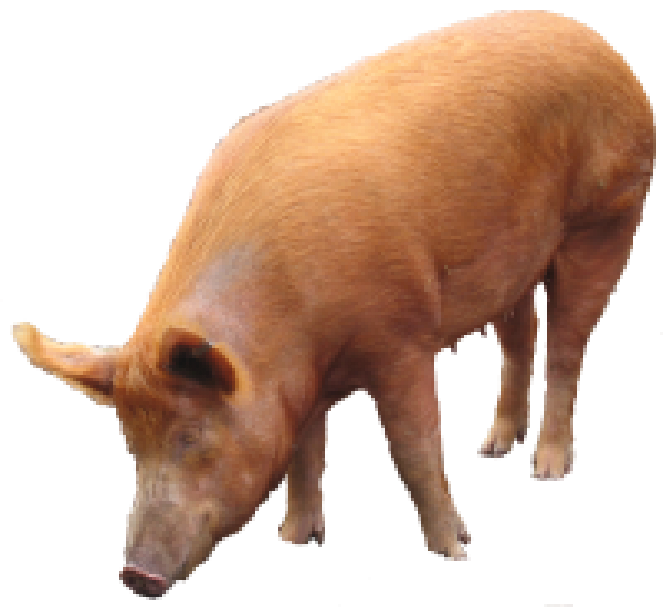 Pig PNG pngteam.com