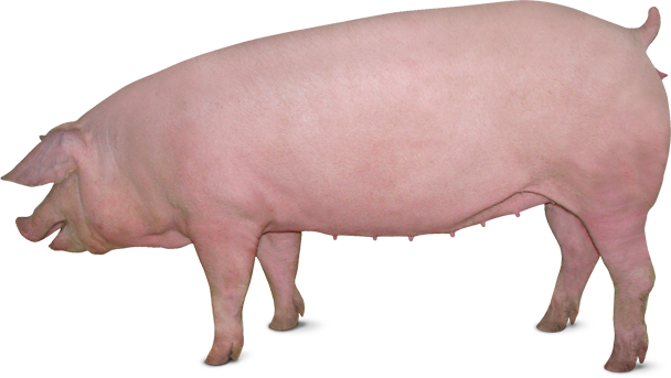 Pig PNG High Definition Photo Image pngteam.com