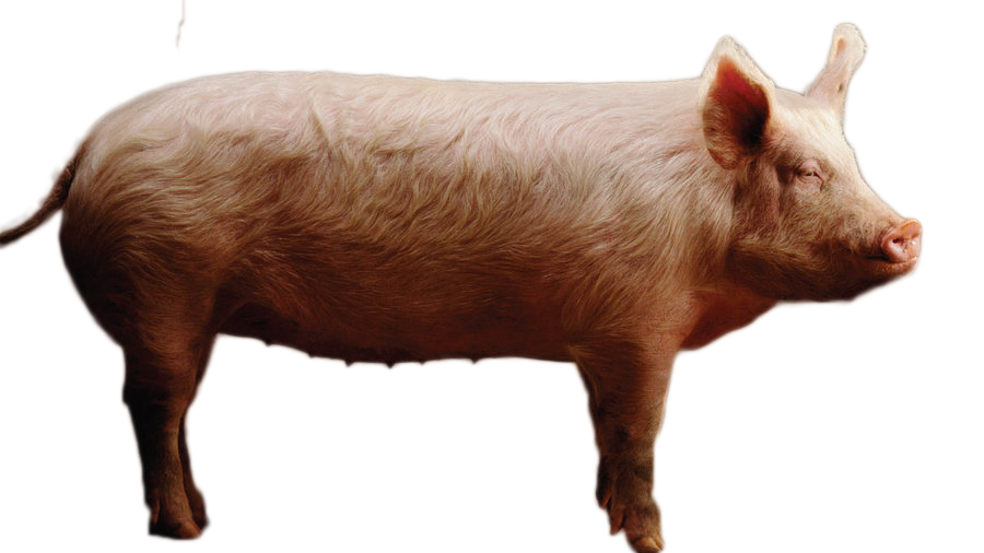 Pig PNG Transparent pngteam.com