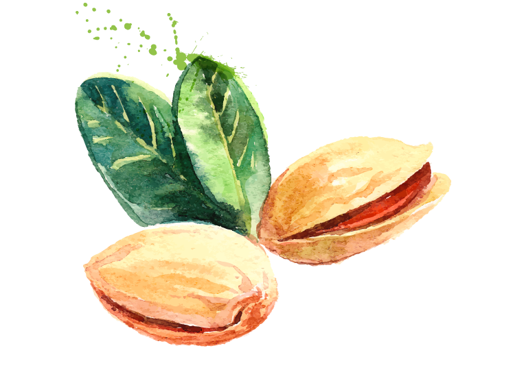 Pistachio PNG HD and Transparent pngteam.com