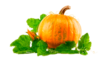 Pumpkin Transparent with Leaves PNG File - Pumpkin Png