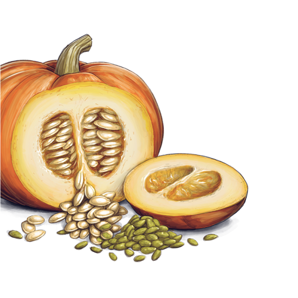 Pumpkin Seeds PNG Transparent pngteam.com