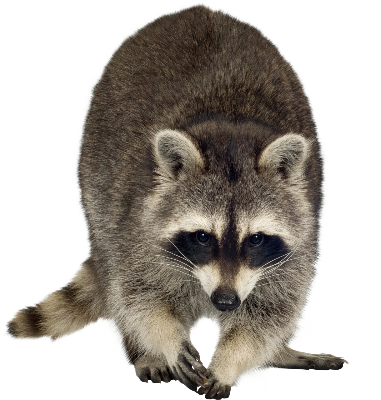 Raccoon PNG Transparent pngteam.com