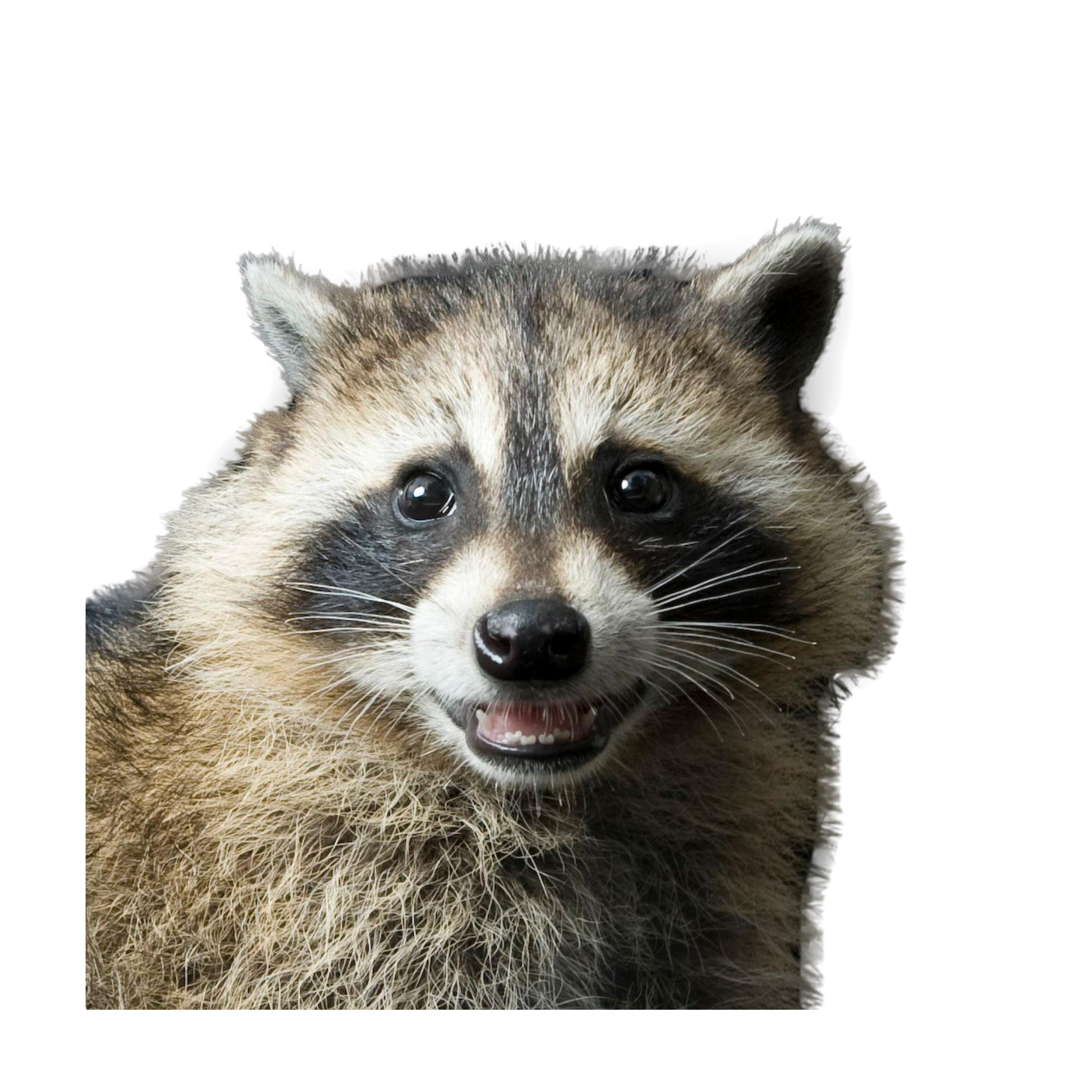 Raccoon Head PNG High Definition Photo Image Transparent pngteam.com