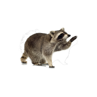 Raccoon PNG File pngteam.com