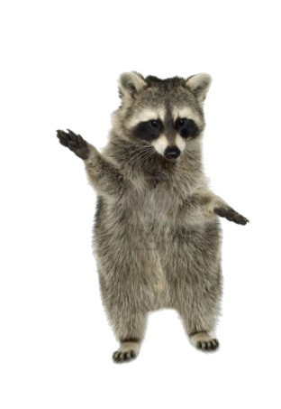 Raccoon PNG