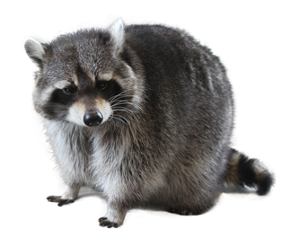 Raccoon PNG HQ Image Transparent pngteam.com