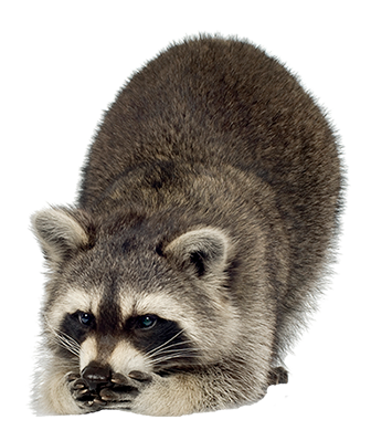 Raccoon PNG HD Images Transparent pngteam.com