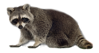 Raccoon PNG HQ Image Transparent pngteam.com