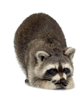 Raccoon PNG Transparent pngteam.com