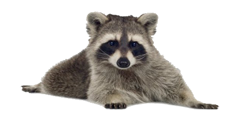 Raccoon Sitting PNG HD Image Transparent pngteam.com