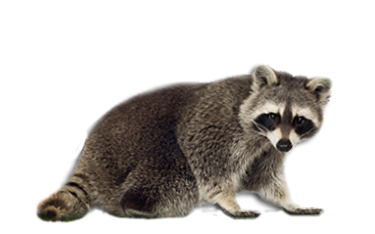 Raccoon PNG HD and Transparent pngteam.com