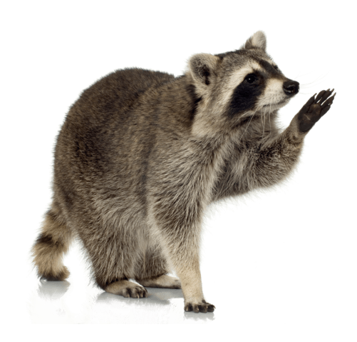 Cute Raccoon PNG HD File Transparent pngteam.com