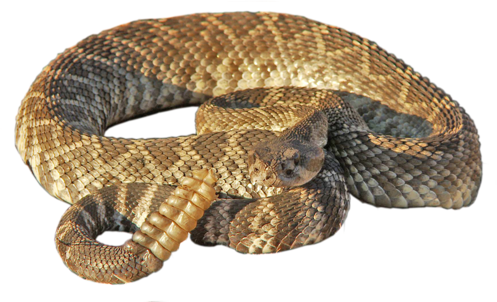 Rattlesnake PNG HD Images pngteam.com