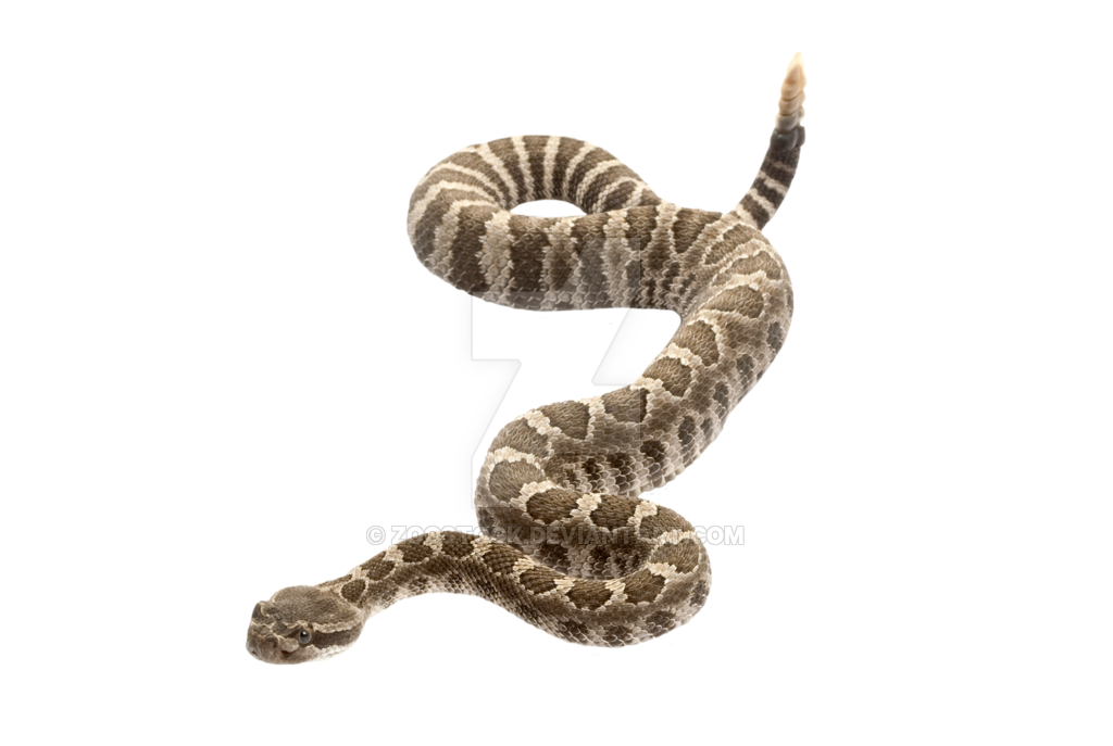 Rattlesnake PNG Photo