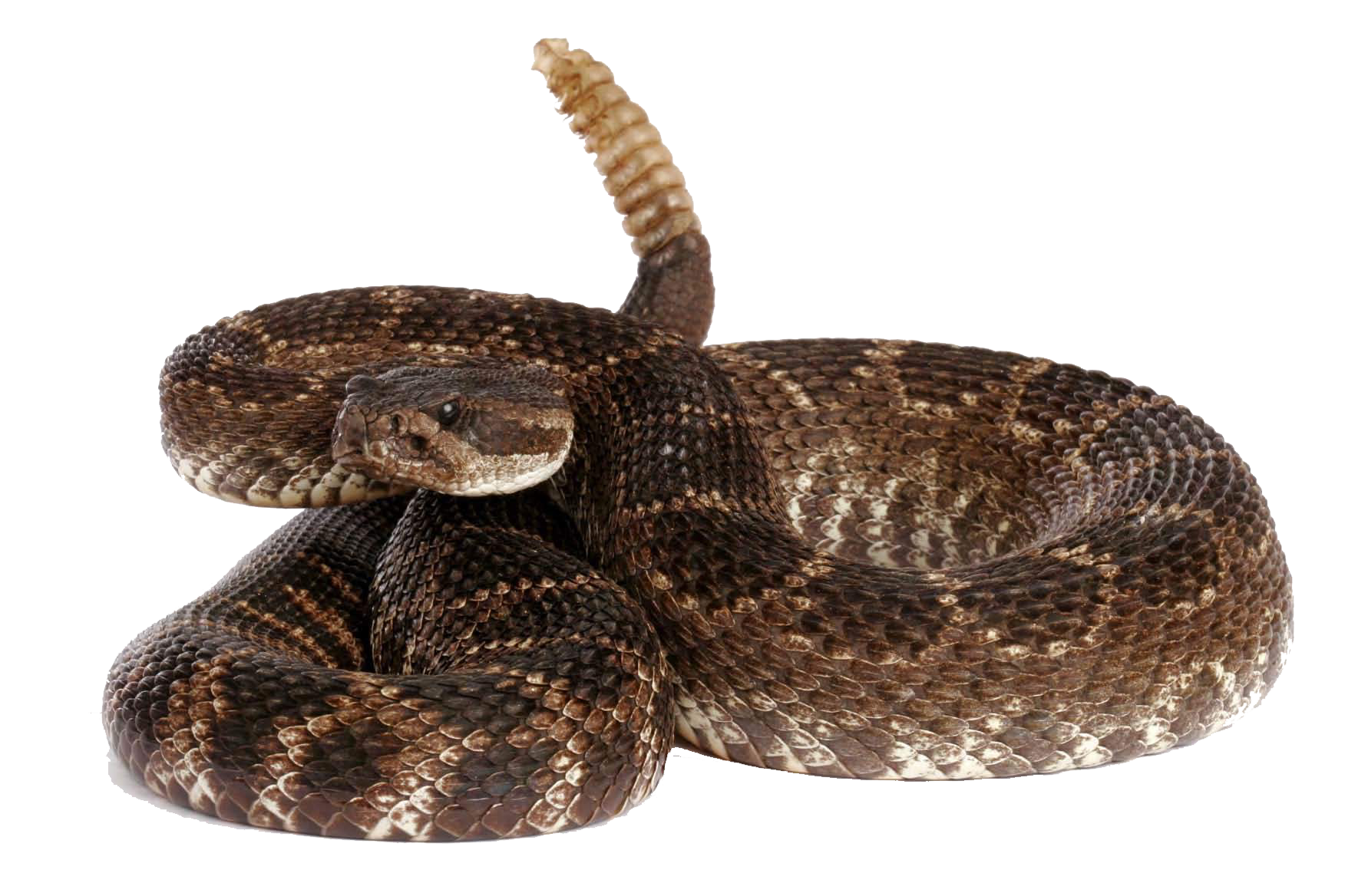 Rattlesnake PNG