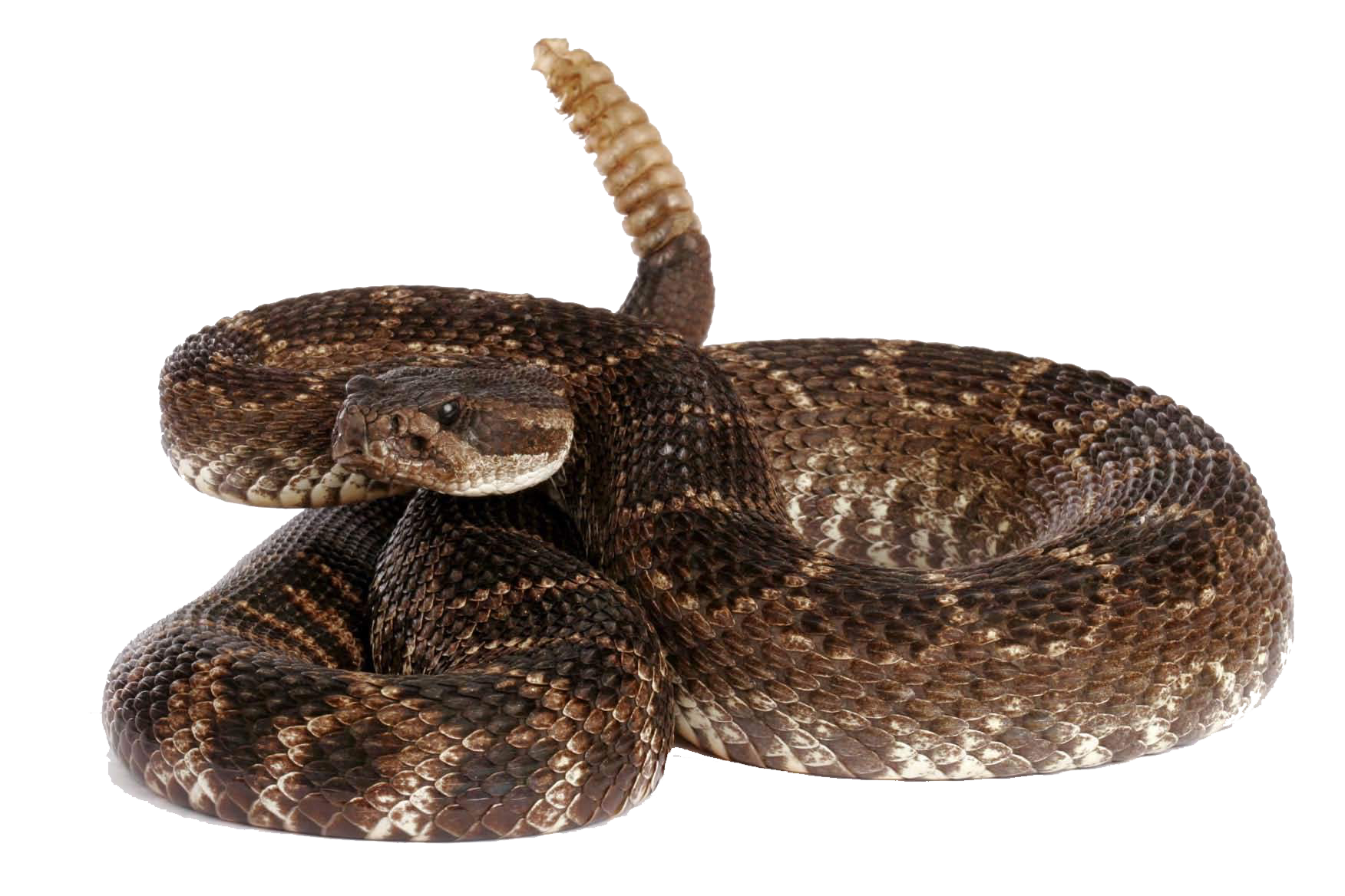 Rattlesnake PNG Transparent