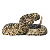 Rattlesnake PNG